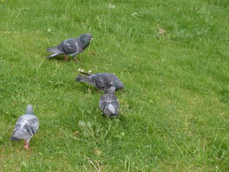 Pigeons of london